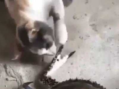 Кот решил поиграть с крабом: в Сети появилось видео дикой «схватки»