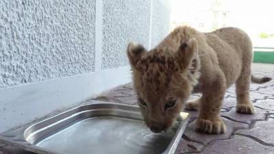 Маленького львенка пытались незаконно вывезти из России в Абхазию