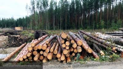 Власти Иркутской области активизировали борьбу с "лесной мафией"