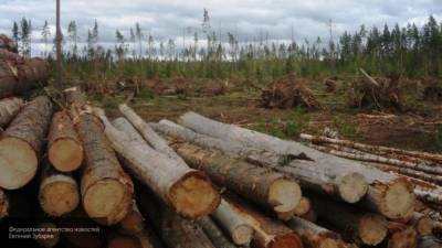 Иркутская область усилит борьбу с коррупцией в лесной отрасли