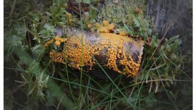 В Нижне-Свирскои заповеднике обнаружили ползующее грибоподобное существо