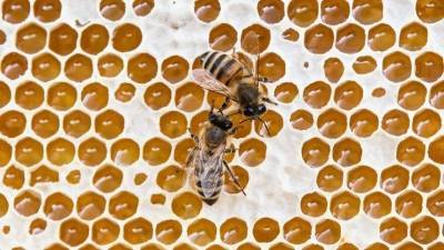 Пчеловод рассказал, как выбрать неподдельный мед