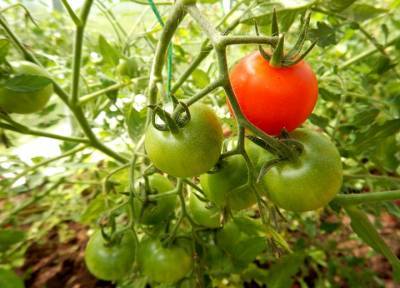 Если погода в августе не задалась: ускоряем созревание томатов, перцев и капусты