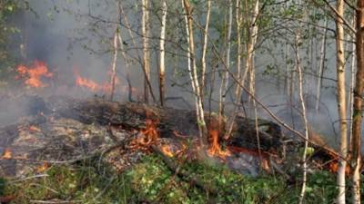 В Самарской области предупредили о высокой пожароопасности лесов
