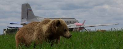 В Магадане медведь помешал посадке пассажирского самолета - runews24.ru - Новосибирск - Магадан - Колымы