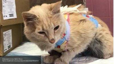 Кошку из Тюмени с коронавирусом отправили на карантин
