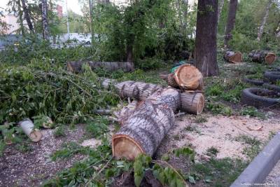 В Томске с начала года вырубили 820 деревьев: где начнут пилить тополя