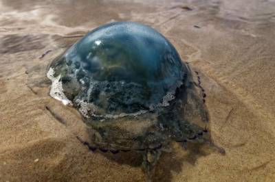 В Гидрометцентре рассказали, что привело к нашествию медуз на Азовском море