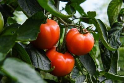 Как ускорить созревание томатов, рассказал агроном из Волгограда