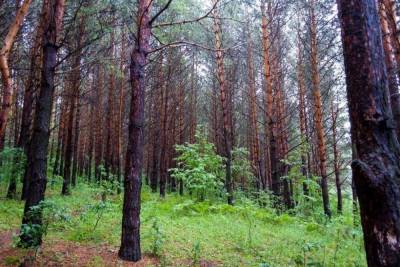 В Башкирии две женщины заблудились в лесу: нашлась пока лишь одна