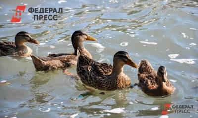 В Челябинской области в очаге птичьего гриппа изымают животных