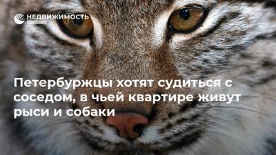 Петербуржцы хотят судиться с соседом, в чьей квартире живут рыси и собаки