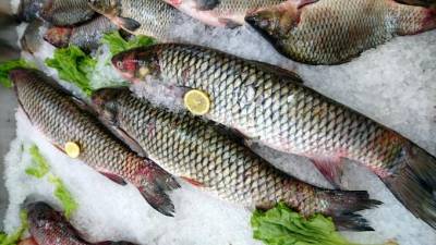 Рыбных предпринимателей из Петербурга осудили за незаконный бизнес