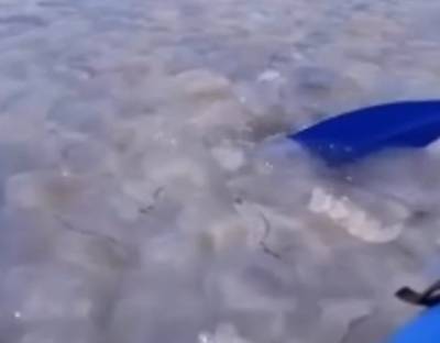 В Азовском море медузы начали собираться в «ОПГ» и прогонять отдыхающих