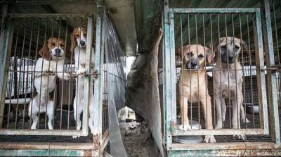 Собак отнимают силой и убивают: Ким Чен Ын запретил держать дома питомцев