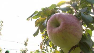 Яблочный Спас: православные отмечают Преображение