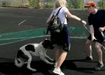 Яжемать-собачница в Москве пырнула молодого спортсмена ножом, прогоняя с теннисного корта