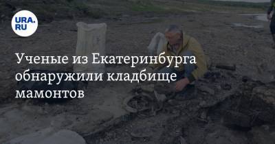 Ученые из Екатеринбурга обнаружили кладбище мамонтов. ФОТО
