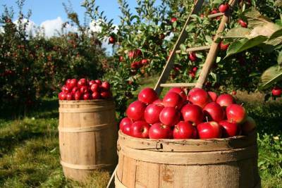 Освящение яблок на Яблочный Спас проводится согласно славянским обычаям