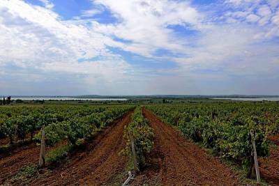 В Краснодарском крае стартовала уборка винограда
