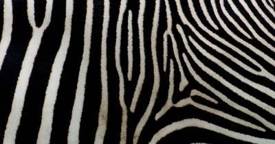 Загадка окраса зебры вновь обманула ученых