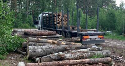Андрей Малеваный назвал ответственных за незаконную вырубку лесов: "Именно они должны оплатить убытки!"