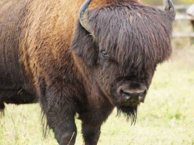 Опасный инцидент: в США бизон стянул штаны с туристки