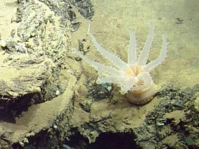 В Тихом океане обнаружены неизвестные науке виды глубоководных существ