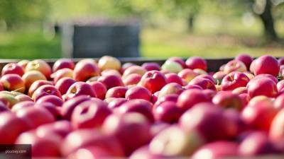 Яблоки могут серьезно навредить здоровью человека