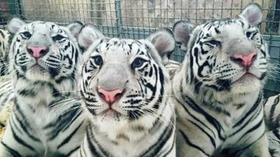 Во время карантина у остановившихся в Екатеринбурге белых тигров родился детеныш