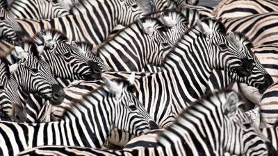 Ученые развенчали еще один миф о полосах на шкуре зебры