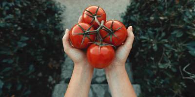 Вся правда о пользе и вреде помидоров