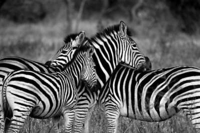 Британские учёные объяснили, зачем зебрам полоски