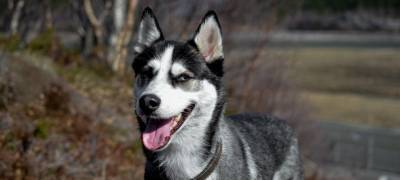 В Карелии полицейские спасли перенесшего операцию пса