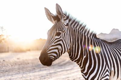 Ученые предложили новое объяснение полосам зебр