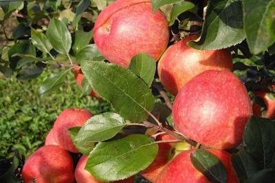 Почти две тысячи тонн яблок собрали в регионе к Яблочному Спасу