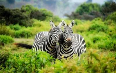 Развенчан миф о полосах на шкуре зебры