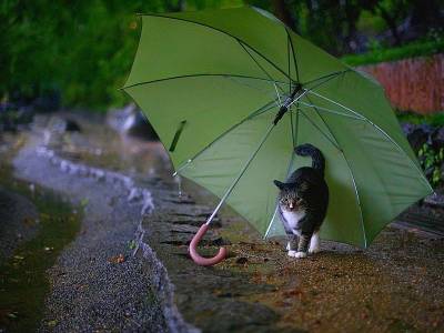 Погода продолжит «радовать» смолян дождем и грозами