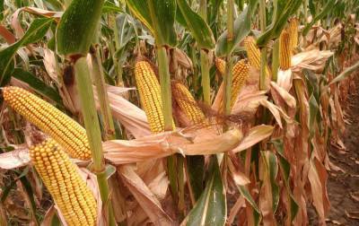 Минэкономики ухудшило прогноз урожая зерна на 2020 год