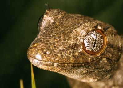 Незнакомый науке вид гекконов обнаружили в Тайланде студенты МГУ