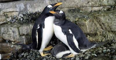 Однополая пара пингвинов высидела приемное яйцо