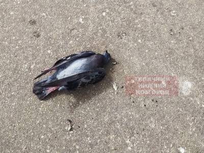 Загадочная смерть нескольких голубей случилась на улице Сахарова