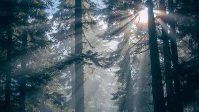 В лесах Ленобласти с начала лета заблудились более 900 человек