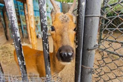 Прокуратура выявила массовые нарушения в работе с животными в Забайкалье