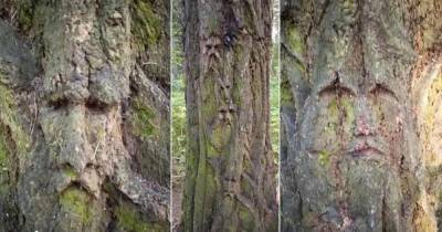 "Смотрится жутко": дерево с человеческими лицами напугало москвичей