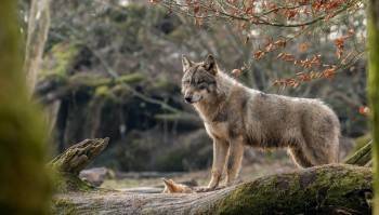 Волки украли собак недалеко от Вытегры