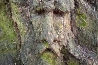 В московском лесу обнаружено дерево с лицами: «Смотрится жутковато»