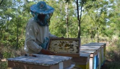 Херсонский мед: крафтовая продукция и экспорт