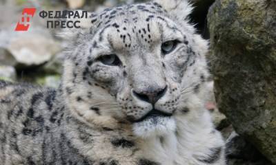 Минэкологии Татарстана ищет спасателей редких видов кошек