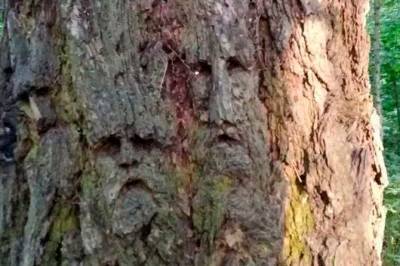 «Энты найдены»: москвичи обнаружили дерево из «Властелина колец»